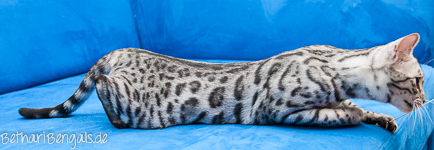 Bengal silber rosetted